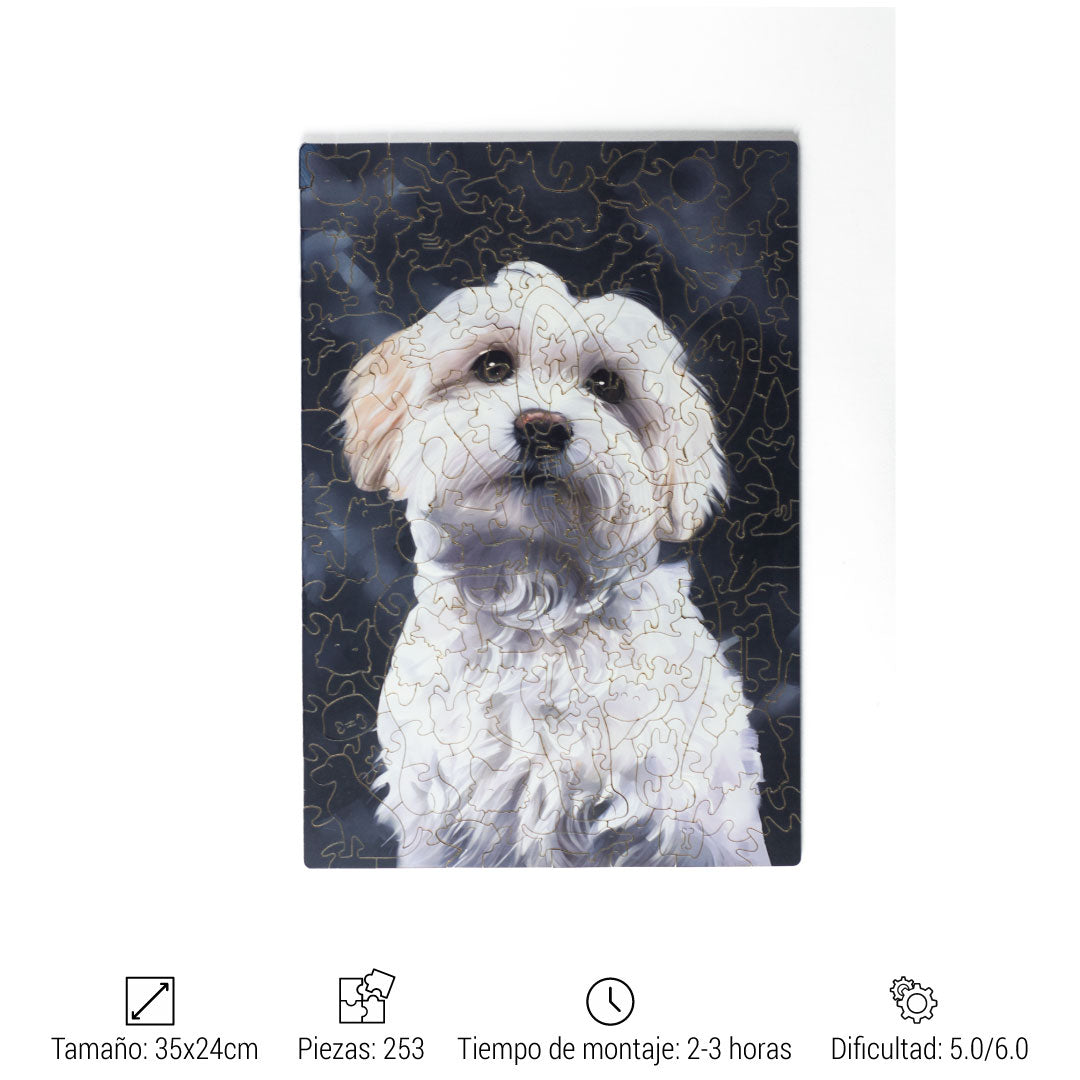 BICHON MALTESE