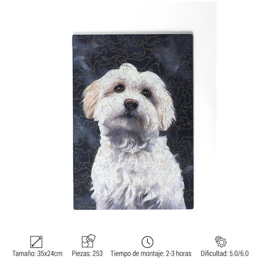 BICHON MALTESE