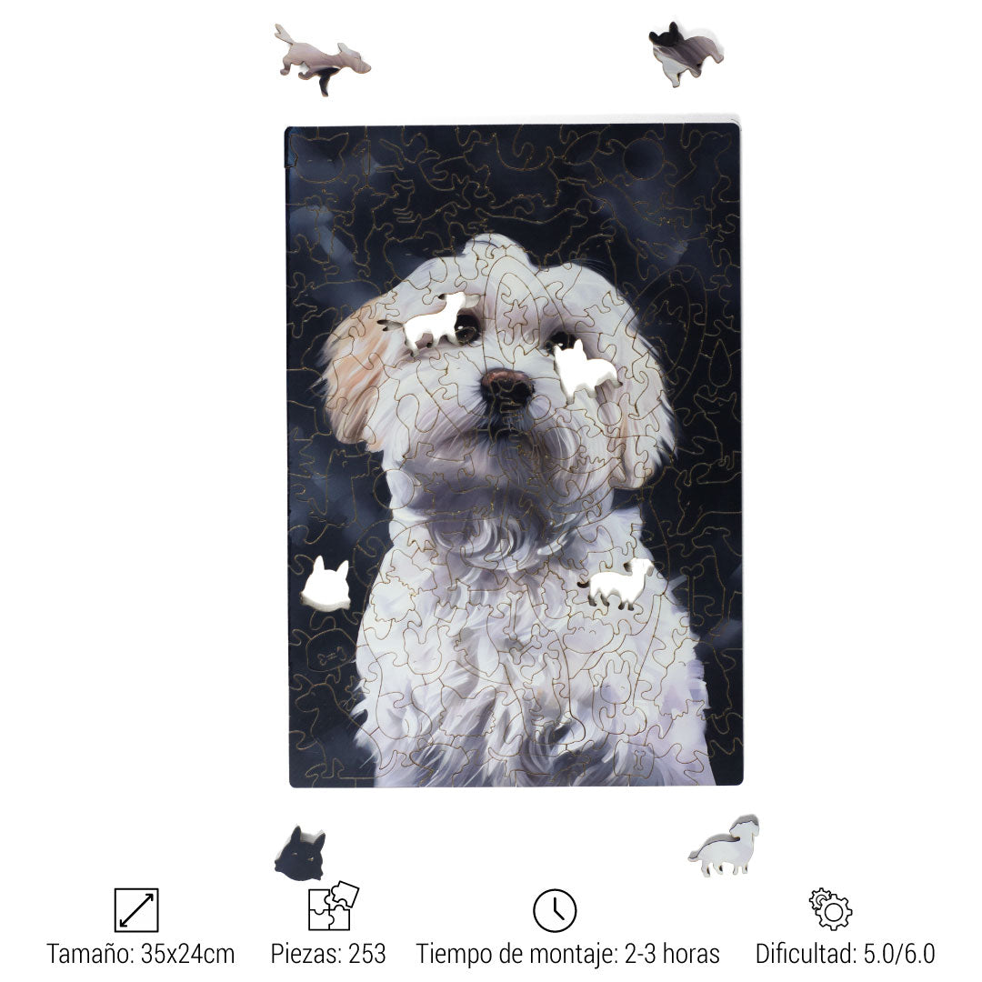 BICHON MALTESE